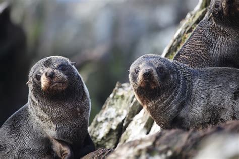 New Zealand Sea Lion Pups Point Munnings Chatham Islands N… | Flickr