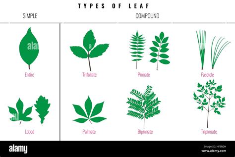 Leaf types infographics. Set of leaf collection. Silhouette Isolated Vector Stock Vector Image ...