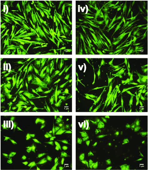 Cell morphology post calcein AM staining and imaged using fluorescent... | Download Scientific ...