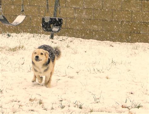 Dog Running in the Snow | My dog enjoying running in the sno… | Flickr