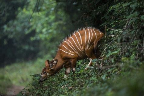 Wilderness Safaris | African wildlife, Congo rainforest, African animals