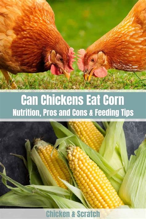 Can Chickens Eat Corn? (Myths, Nutrition, Feeding Tips)