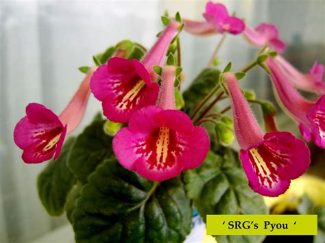 Mini Sinningia ' SRG's Pyou ' | Very Lovely New hybrid, with… | Flickr