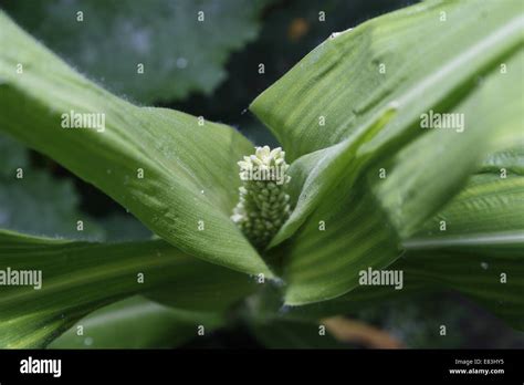 image of sweet corn tassels and leaves Stock Photo - Alamy