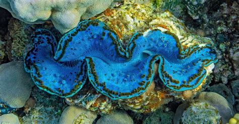 Giant Clam Animal Facts | Tridacna gigas | AZ Animals