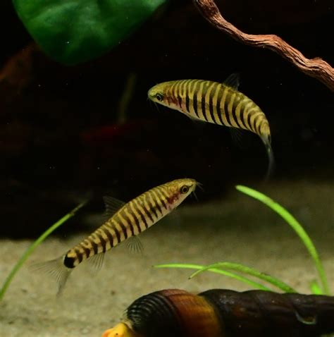 Dwarf Zebra Hovering Loach - TRiN's Tropical Fish