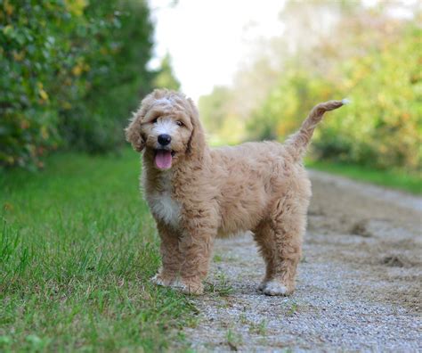 Trained English Goldendoodle Puppies - Doodle Creek