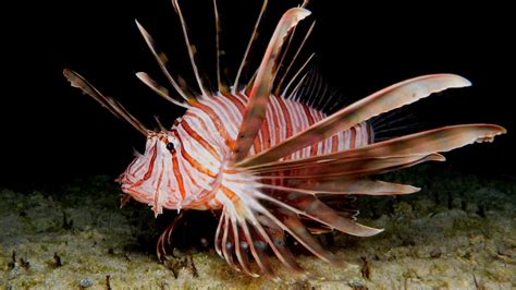 What do lionfish taste like? Why chefs cook this poisonous fish