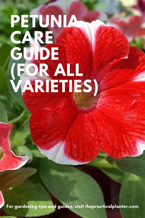 Petunia Care: How to Plant and Care for All Petunia Varieties - The Practical Planter | Petunia ...