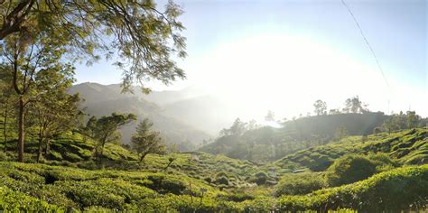 Tea Gardens in Munnar, Kerala, India [OC] [3582x7174] : r/EarthPorn