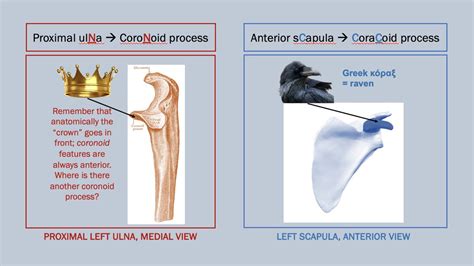 Coronoid Process