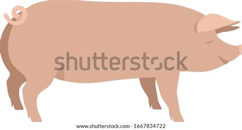 Farming Today Large White Pig Breeds Stock Vector (Royalty Free ...