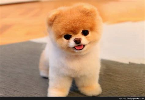 Boo Dog Image - Boo Dog (#588880) - HD Wallpaper & Backgrounds Download