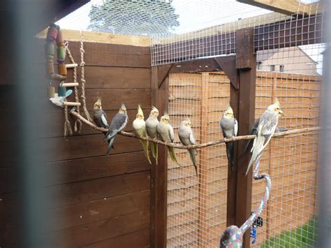 Outdoor Aviaries for Birds