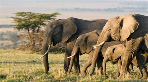 Herd community? Elephants show us how to coexist | Art-and-culture News ...