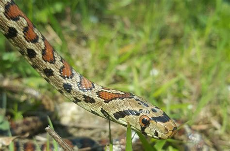 Leopard Ratsnake | The Animal Facts | Appearance, Diet, Habitat, Range