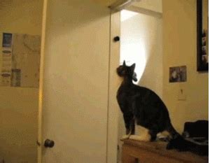 Cat Jump GIF - Find & Share on GIPHY