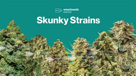Skunk Seeds - WeedSeedsExpress