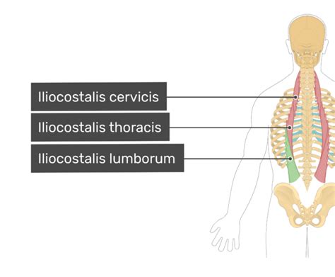 Iliocostalis lumborum muscle: origin, insertion and action | GetBodySmart