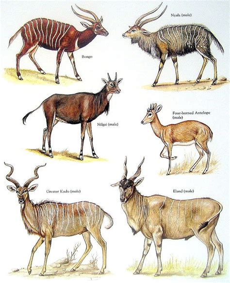 Bongo Nyala 4 Horned Antelope Eland Greater Kudu Nilgai..clockwise from ...