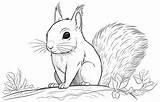 Squirrel Coloring Pages  Our New Squirrels For sketch template