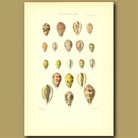 Cowry Shells. Genuine antique print for sale.