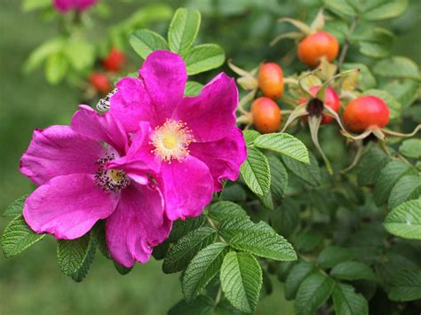 How to Propagate Wild Roses? - My Heart Lives Here