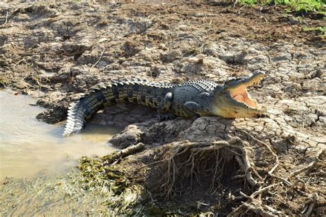 Premium Photo | High angle view of crocodile in river