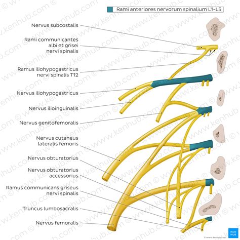 Lumbar Plexus Kenhub