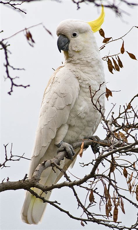 Living Jungle | Sulphur Crested White Cockatoo