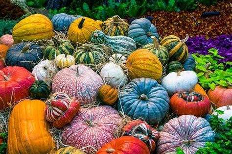 День гарбуза (Pumpkin Day) | celebratoday.com