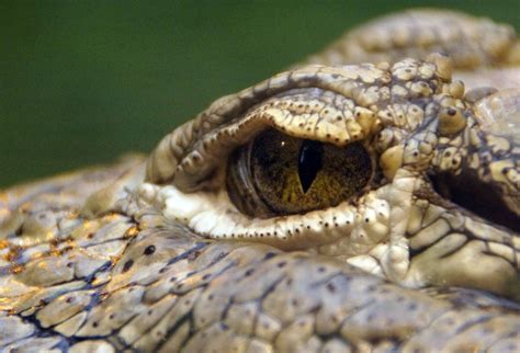 #animal #animal photography #close up #crocodile #crocodile eye #eye # ...