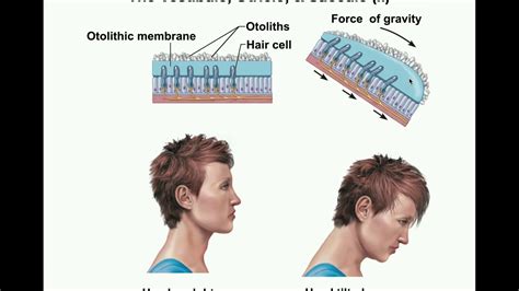 Otoliths Ear