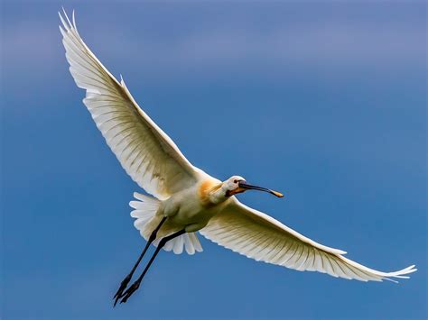 Spoonbill Bird Facts (Platalea leucorodia) | Birdfact