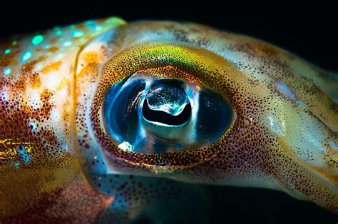 Sepioteuthis lessoniana - Big fin reef squid eye | Smithsonian Photo Contest | Smithsonian Magazine