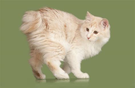 Kurilian Bobtail Cat Breed: Size, Appearance & Personality