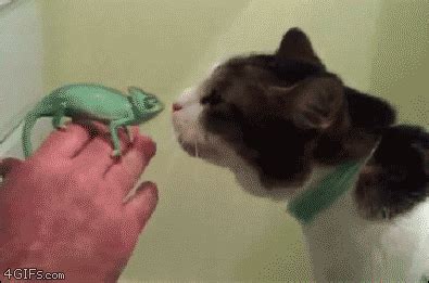 Funny animal gifs - part 258 (10 gifs) | Amazing Creatures