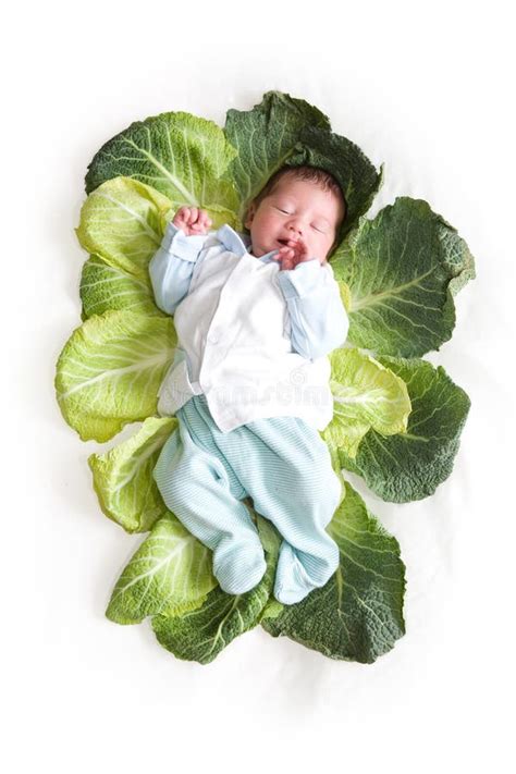 Baby Newborn In Cabbage Leaves Stock Photo - Image of lifestyle ...