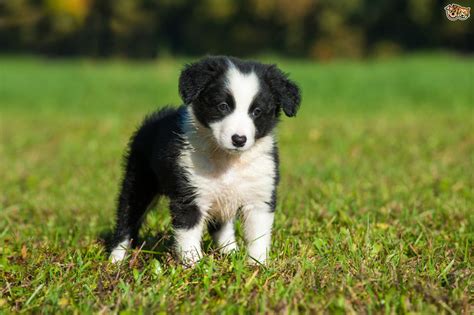 ResearchBreeder.com - Find Border Collie Puppies for Sale. Genetic ...