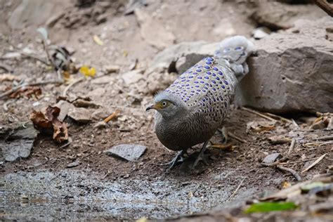 Grey peacock-pheasant (Polyplectron bicalcaratum)