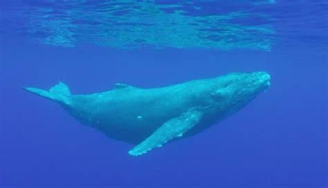 Blue Whale Pictures Facts