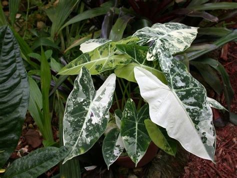 Alocasia frydek variegated | Variegated plants, Plants, Exotic plants