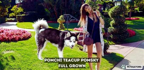 Pomchi Teacup Pomsky Full Grown: A Comprehensive Guide