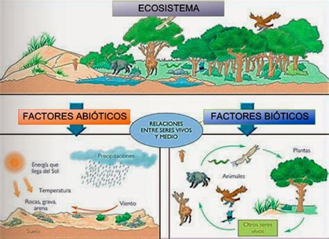 Ser vivo: Resultante interacción genoma-ambiente: FACTORES QUE COMPONEN ...