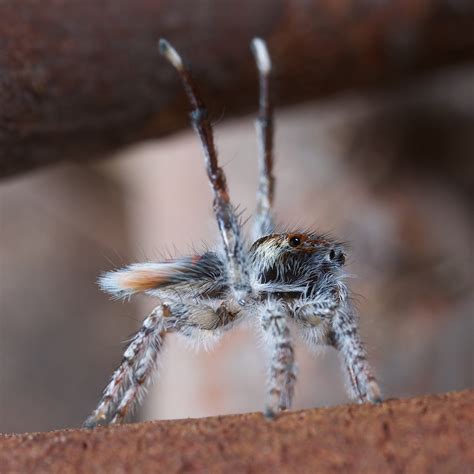 _X8A1670 peacock spider Maratus speciosus | youtu.be/VEAMq3y… | Jurgen Otto | Flickr