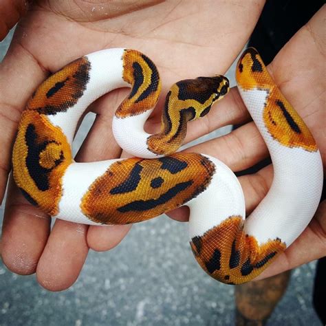 The discovery of a python that looks like Jack O' Lantern is considered a strange and ...