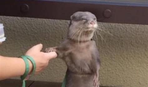 Otters Holding Hands Meme