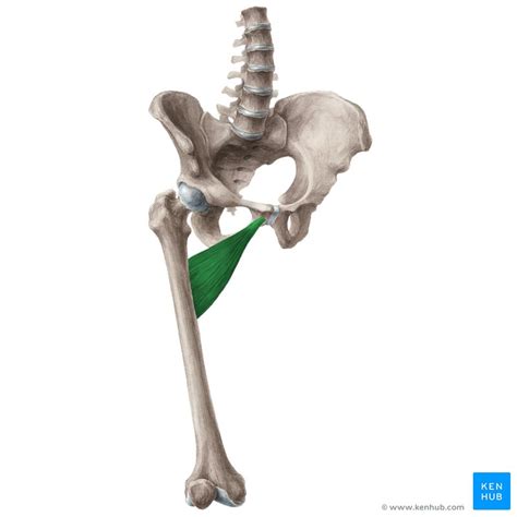 Adductor brevis: Origin, insertion, innervation, actions | Kenhub