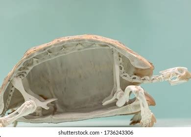 714 Tortoise Skeleton Images, Stock Photos, 3D objects, & Vectors ...