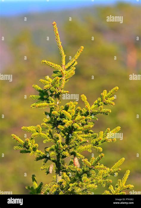 A top of evergreen tree with some cones hanging. Blurred green background Stock Photo - Alamy